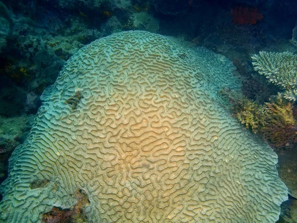 Amazing Mysterious Underwater World Philippines Luzon Island Anilo Stone Coral — Stock Photo, Image