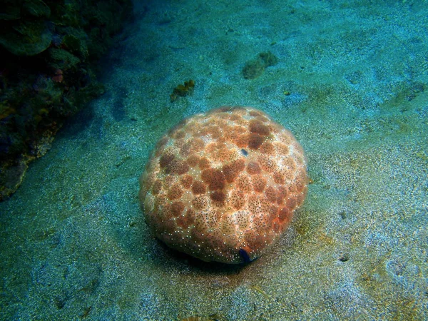 Дивовижний Загадковий Світ Підводних Філіппіни Острова Лусон Anilo Морські Зірки — стокове фото