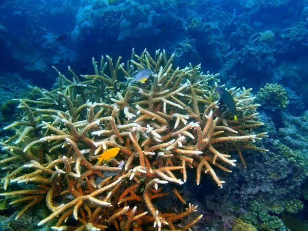 Monde Sous Marin Étonnant Mystérieux Des Philippines Île Luçon Anilo — Photo