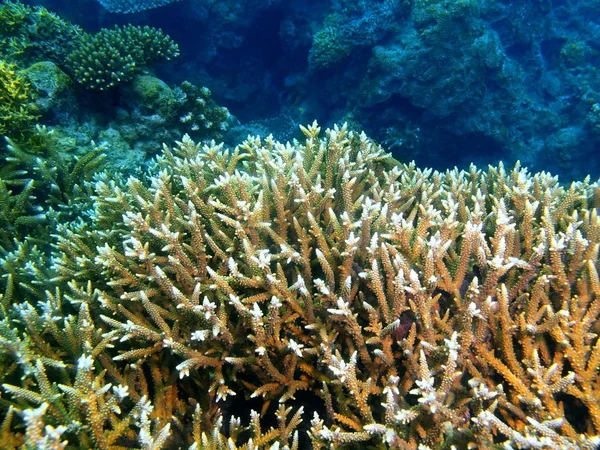 Monde Sous Marin Étonnant Mystérieux Des Philippines Île Luçon Anilo — Photo