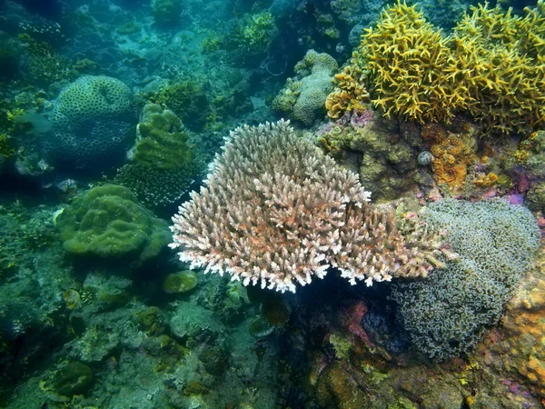Fantastiska Och Mystiska Undervattensvärlden Den Filippinerna Luzon Island Anilo Sten — Stockfoto