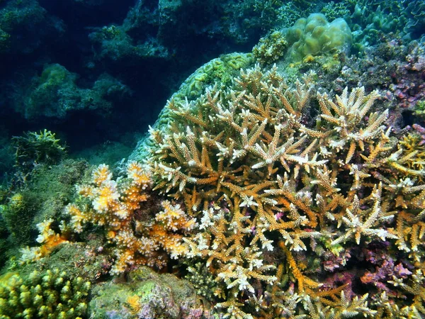 フィリピン ルソン島 Anilo 石サンゴの驚くべき 神秘的な水中世界 — ストック写真