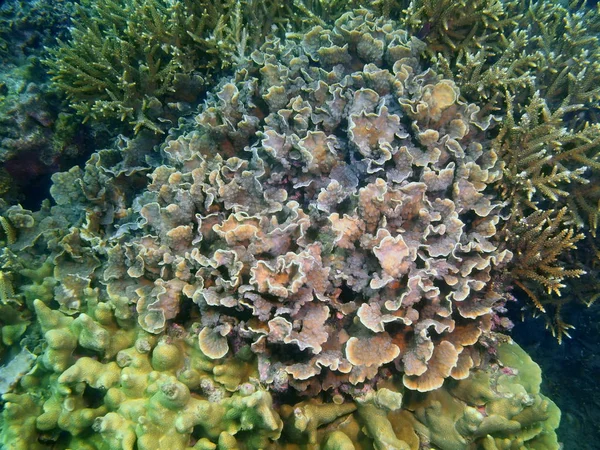 Удивительный Загадочный Подводный Мир Филиппин Остров Лусон Анапа Каменные Кораллы — стоковое фото