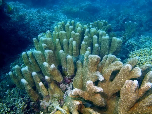 Monde Sous Marin Étonnant Mystérieux Des Philippines Île Luçon Anilo — Photo