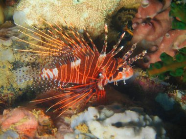 Filipinler, Luzon Adası, Anilo, scorpionfish muhteşem ve gizemli sualtı dünyası