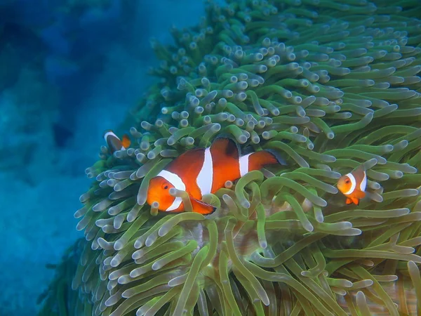 Asombroso Misterioso Mundo Submarino Filipinas Isla Luzón Anilo Payaso Peces — Foto de Stock