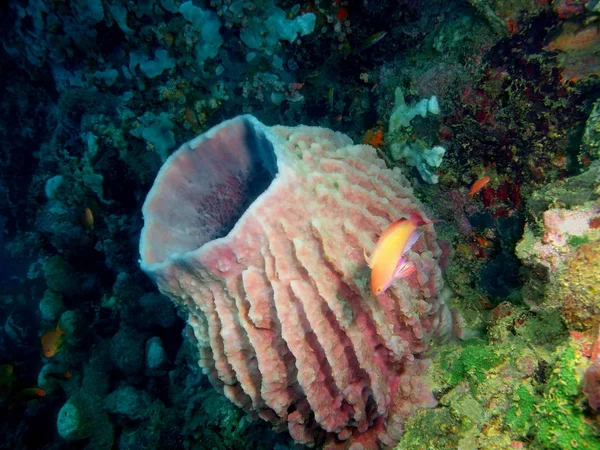 Удивительный Таинственный Подводный Мир Филиппин Остров Лусон Анило Демоспонж — стоковое фото