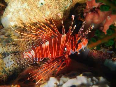 Filipinler, Luzon Adası, Anilo, scorpionfish muhteşem ve gizemli sualtı dünyası