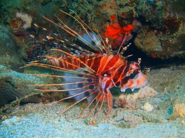 Filipinler, Luzon Adası, Anilo, scorpionfish muhteşem ve gizemli sualtı dünyası