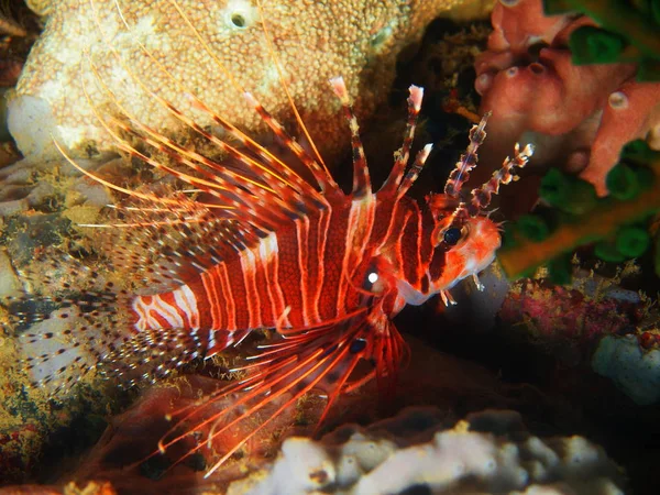 フィリピン ルソン島 Anilo オニカサゴの驚くべき 神秘的な水中世界 — ストック写真