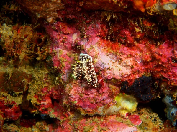 Verbazingwekkende Mysterieuze Onderwaterwereld Van Het Filipijnse Eiland Luzon Anilo Ware — Stockfoto