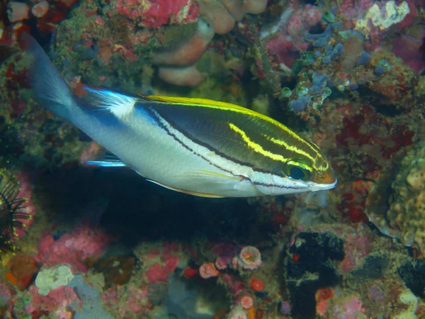 Verbazingwekkende Mysterieuze Onderwaterwereld Van Filippijnen Eiland Luzon Anilo Koraal Vissen — Stockfoto