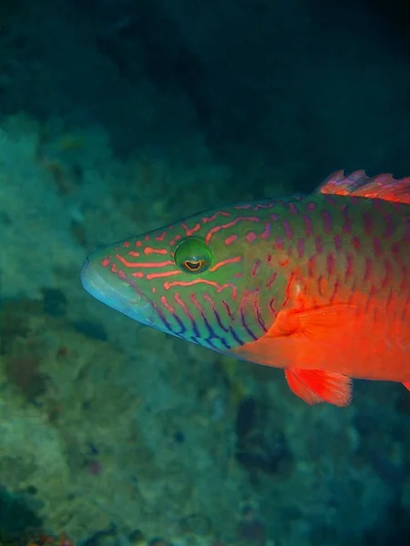 Verbazingwekkende Mysterieuze Onderwaterwereld Van Filippijnen Eiland Luzon Anilo Koraal Vissen — Stockfoto