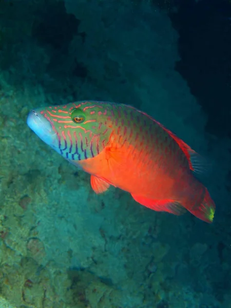 フィリピン ルソン島 Anilo の驚くべき 不思議な水中の世界 サンゴ魚します — ストック写真