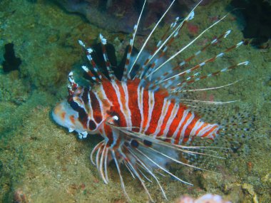 Filipinler, Luzon Adası, Anilo, scorpionfish muhteşem ve gizemli sualtı dünyası