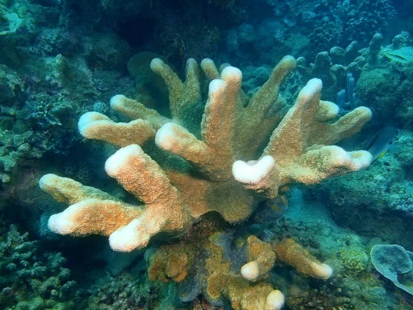 Удивительный Загадочный Подводный Мир Филиппин Остров Лусон Анапа Каменные Кораллы — стоковое фото