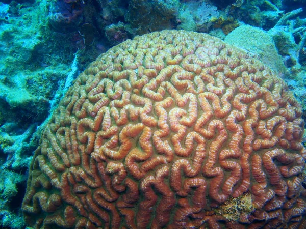 Tajemniczy Podwodny Świat Filipiny Wyspa Luzon Anilo Kamień Koral — Zdjęcie stockowe