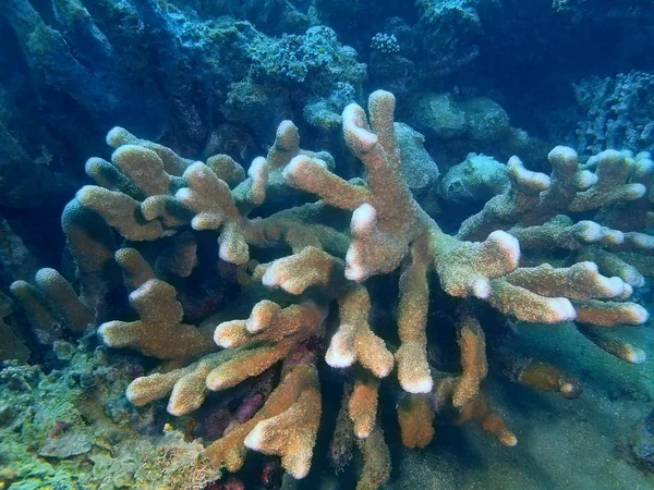 Podmořský Svět Úžasný Tajemné Filipíny Ostrov Luzon Anilo Kamennými Korálové — Stock fotografie