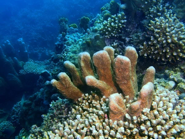 Amazing Mysterious Underwater World Philippines Luzon Island Anilo Stone Coral — Stock Photo, Image