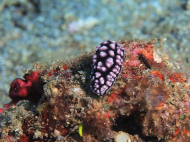 Endonezya 'nın, Kuzey Sulawesi' nin, Manado 'nun, deniz salyangozunun inanılmaz ve gizemli sualtı dünyası.