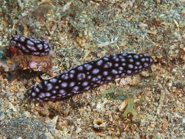 Úžasný Tajemný Podvodní Svět Indonésie Severní Sulawesi Manado Mořský Slimák — Stock fotografie