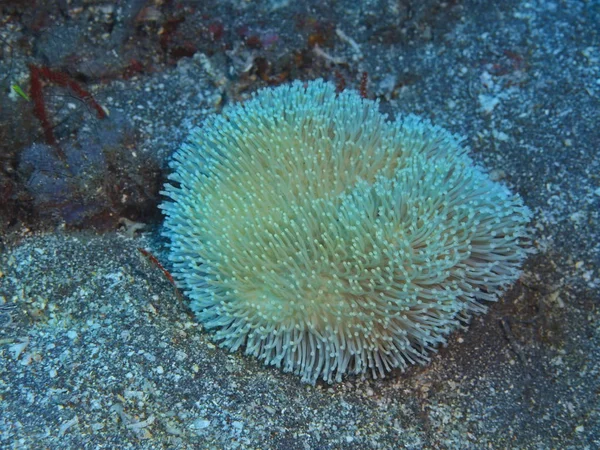 Incrível Misterioso Mundo Subaquático Indonésia North Sulawesi Manado Coral Macio — Fotografia de Stock