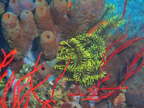 Niesamowity Tajemniczy Podwodny Świat Indonezji Północnego Sulawesi Manado Krynoidy — Zdjęcie stockowe