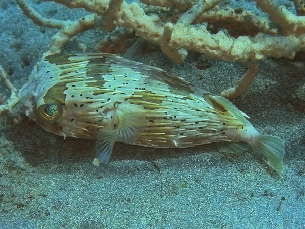 Monde Sous Marin Étonnant Mystérieux Indonésie Sulawesi Nord Manado Boxfish — Photo