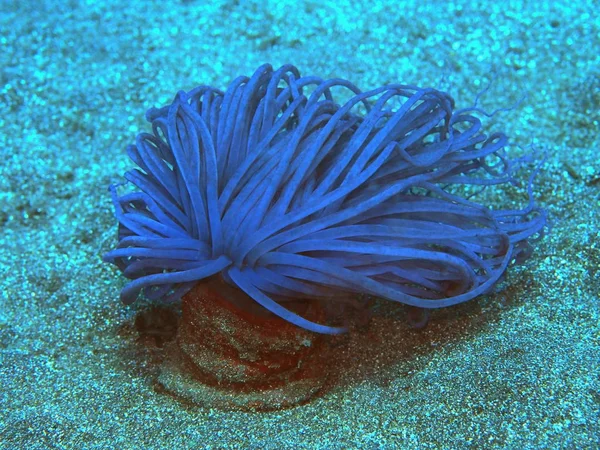 Amazing Mysterious Underwater World Indonesia North Sulawesi Manado Sea Anemone — Stock Photo, Image
