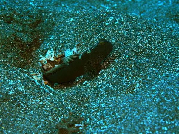 Incrível Misterioso Mundo Subaquático Indonésia North Sulawesi Manado Sea Goby — Fotografia de Stock