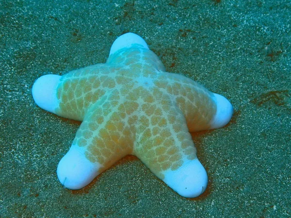 Amazing Mysterious Underwater World Indonesia North Sulawesi Manado Starfish — Stock Photo, Image