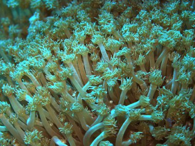 Endonezya 'nın, Kuzey Sulawesi' nin, Manado 'nun, yumuşak mercanların inanılmaz ve gizemli sualtı dünyası.