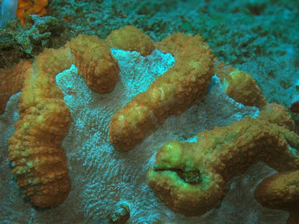 Niesamowity Tajemniczy Podwodny Świat Indonezji Północnego Sulawesi Manado Kamienny Koral — Zdjęcie stockowe
