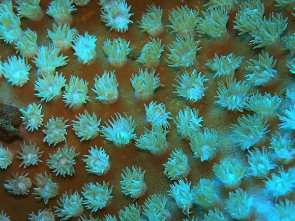Verbazingwekkende Mysterieuze Onderwaterwereld Van Indonesië Noord Sulawesi Manado Steenkoraal — Stockfoto