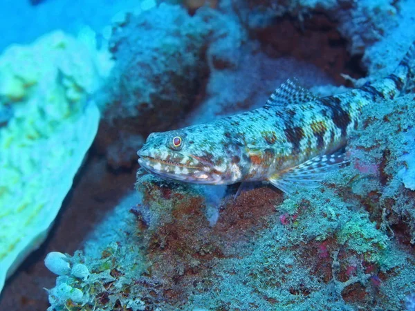 Amazing Mysterious Underwater World Indonesia North Sulawesi Manado Lizardfish — Stockfoto