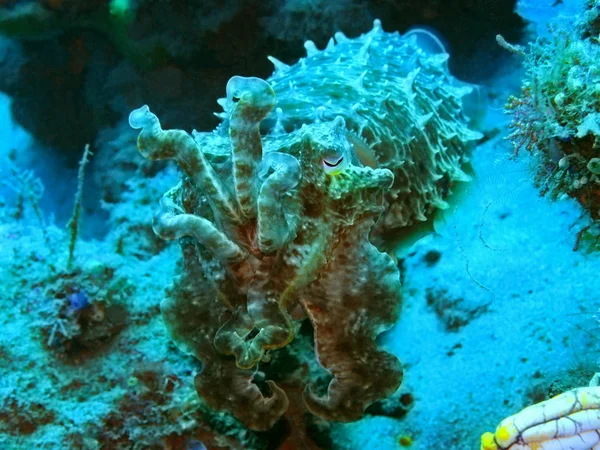 Amazing Mysterious Underwater World Indonesia North Sulawesi Manado Cuttlefish — ストック写真