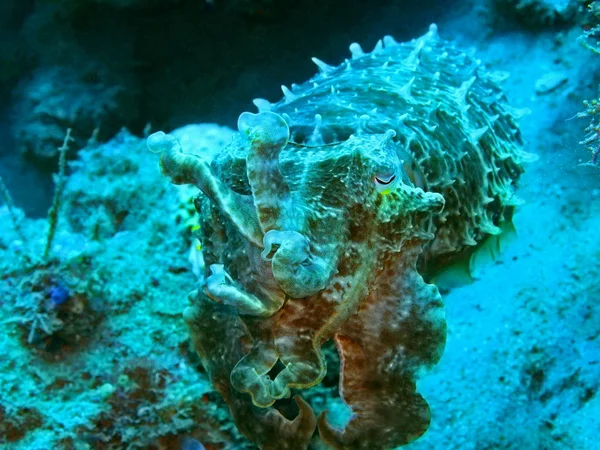 Amazing Mysterious Underwater World Indonesia North Sulawesi Manado Cuttlefish — Stock Photo, Image