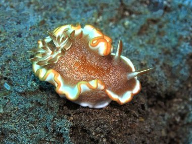 Endonezya 'nın, Kuzey Sulawesi' nin, Manado 'nun, deniz salyangozunun inanılmaz ve gizemli sualtı dünyası.