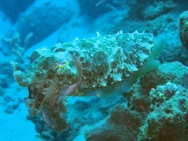 Asombroso Misterioso Mundo Submarino Indonesia Sulawesi Del Norte Manado Sepia — Foto de Stock