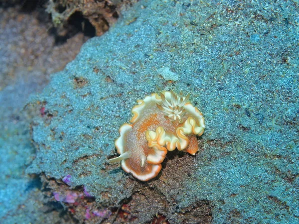 Die Erstaunliche Und Geheimnisvolle Unterwasserwelt Indonesiens Nordsulawesi Manado Meerschnecke — Stockfoto