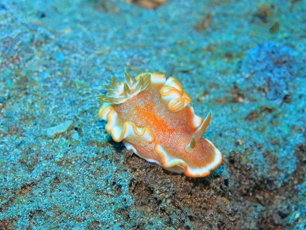 Endonezya 'nın, Kuzey Sulawesi' nin, Manado 'nun, deniz salyangozunun inanılmaz ve gizemli sualtı dünyası.