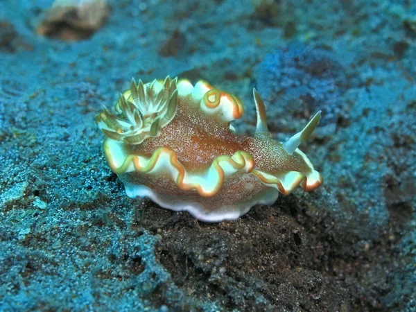 The amazing and mysterious underwater world of Indonesia, North Sulawesi, Manado, sea slug