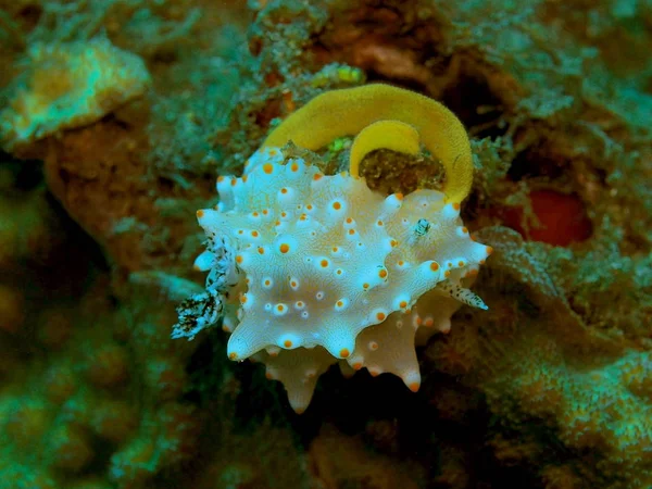 Die Erstaunliche Und Geheimnisvolle Unterwasserwelt Indonesiens Nordsulawesi Manado Meerschnecke — Stockfoto