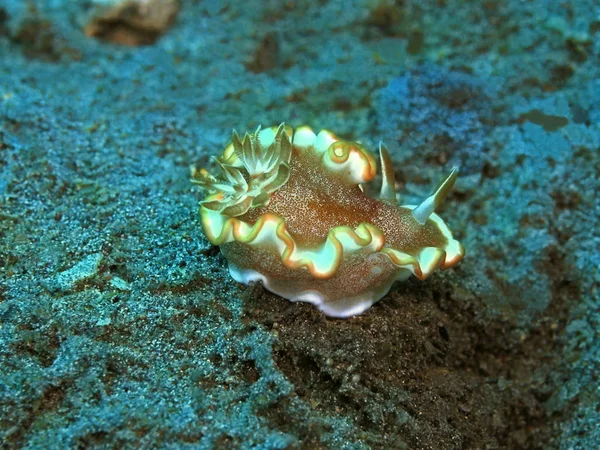 Die Erstaunliche Und Geheimnisvolle Unterwasserwelt Indonesiens Nordsulawesi Manado Meerschnecke — Stockfoto