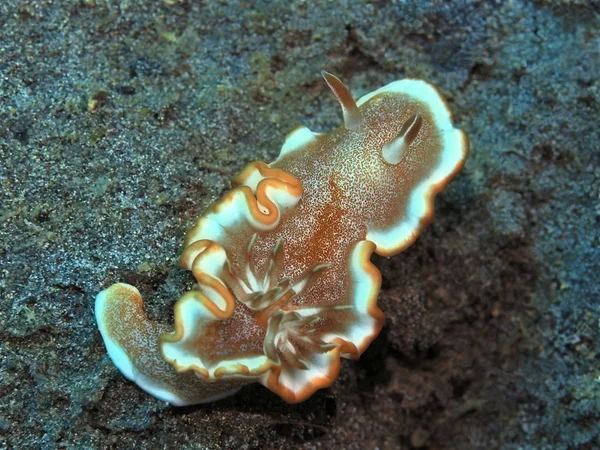 Niesamowity Tajemniczy Podwodny Świat Indonezji Północnego Sulawesi Manado Ślimak Morski — Zdjęcie stockowe