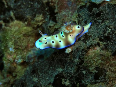 Endonezya 'nın, Kuzey Sulawesi' nin, Manado 'nun, deniz salyangozunun inanılmaz ve gizemli sualtı dünyası.