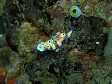 Endonezya 'nın, Kuzey Sulawesi' nin, Manado 'nun, deniz salyangozunun inanılmaz ve gizemli sualtı dünyası.