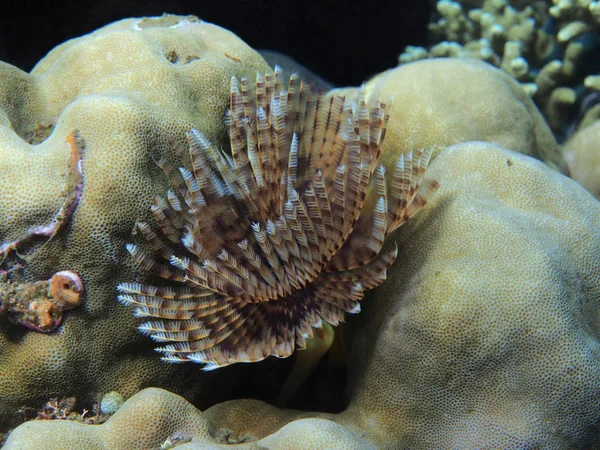 The amazing and mysterious underwater world of Indonesia, North Sulawesi, Manado, tube worm