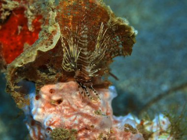 Endonezya 'nın, Kuzey Sulawesi' nin, Manado 'nun, akrep balığının inanılmaz ve gizemli sualtı dünyası.