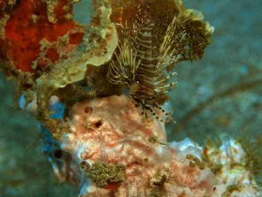 Endonezya 'nın, Kuzey Sulawesi' nin, Manado 'nun, akrep balığının inanılmaz ve gizemli sualtı dünyası.